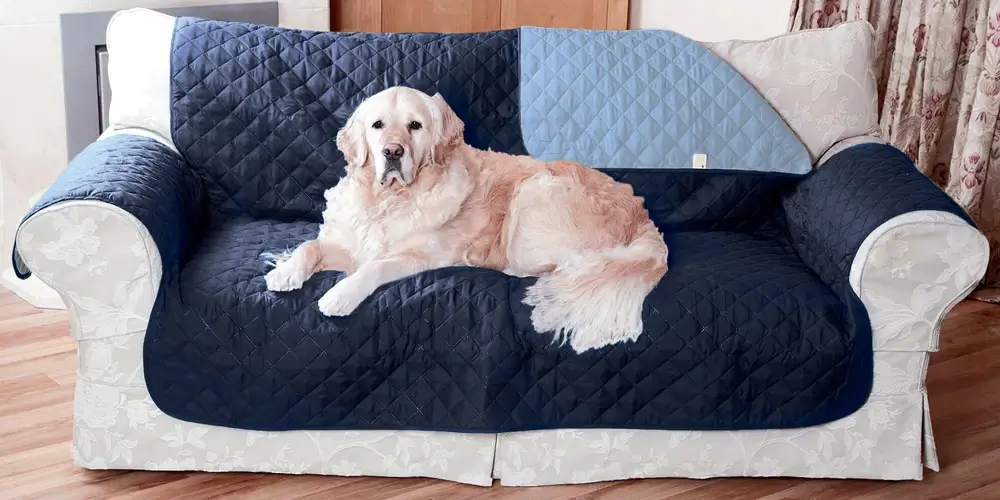Easylife case study - Golden Retriever lying on a sofa protected by a navy blue and light blue quilted furniture cover.